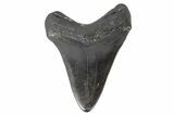 Fossil Megalodon Tooth - South Carolina #168776-1